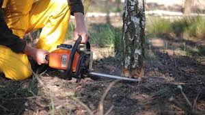 Professional Tree Care Services in Pelahatchie, MS